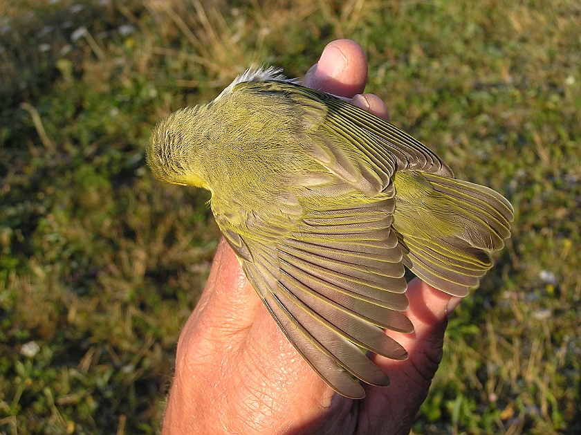 Wood Warbler, Sundre 20080731